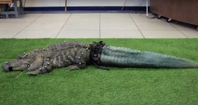 Alligator gets 3D printed prosthetic tail - Alligator, 3D printer, Tail, Longpost