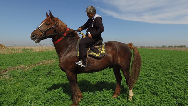 The largest horse, valued at $1 million, fell near Bishkek - a crowd of people grieved - Stallion, Death, Video, Baron, Kyrgyzstan