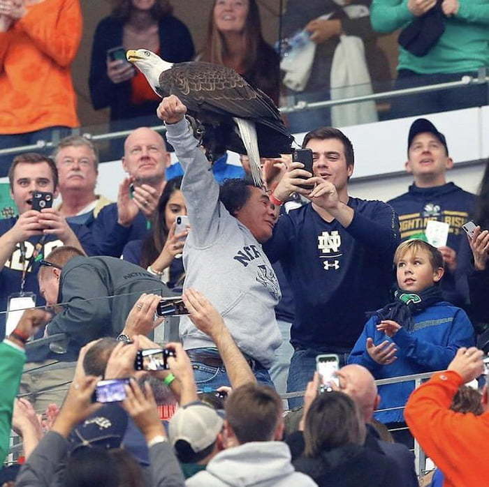 Bald eagle landed on a fan during a football match - Animals, Birds, Sport