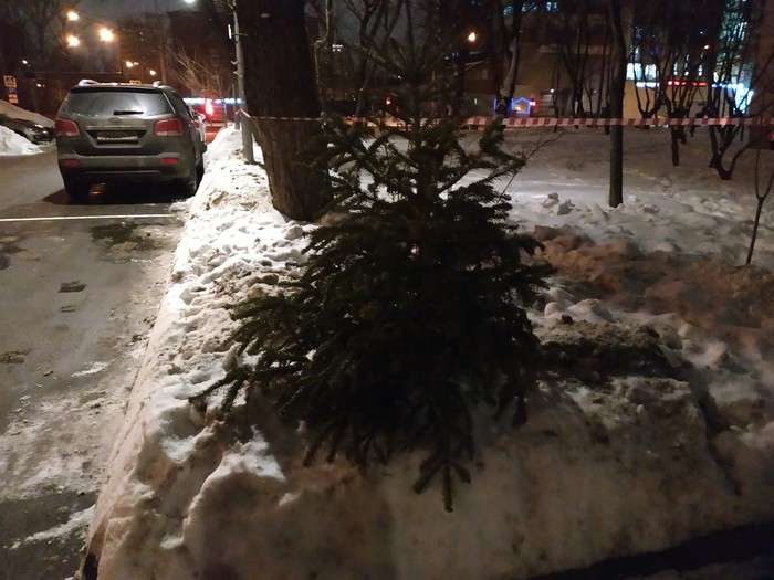 Everyone writes how the neighbors stole the Christmas trees. - My, Christmas tree, Pre-holiday mood