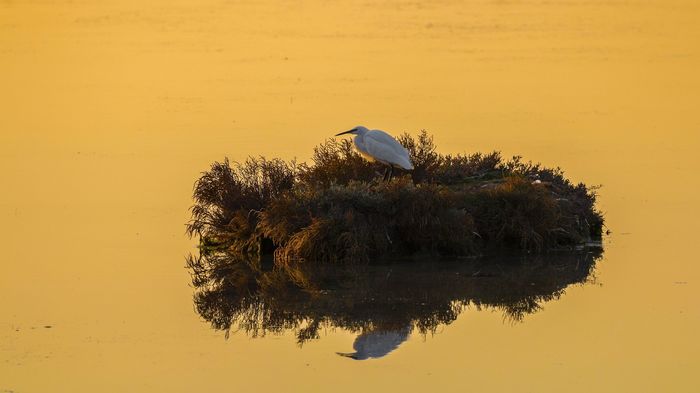 Own territory - Island, Heron, Water, Lake, River