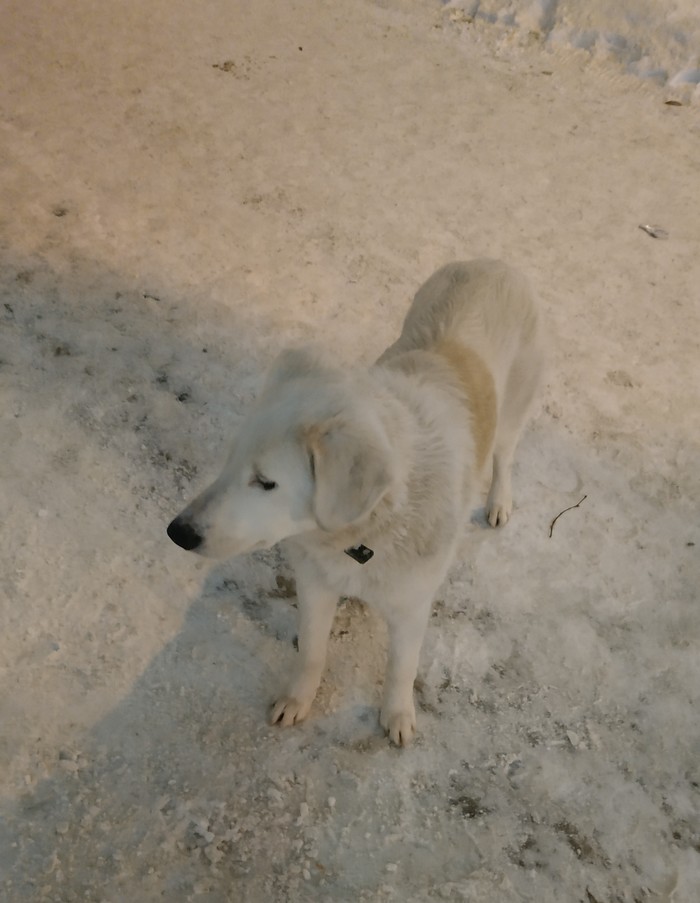 Lost dog - Longpost, Found a dog, Kazan, My, Dog, No rating