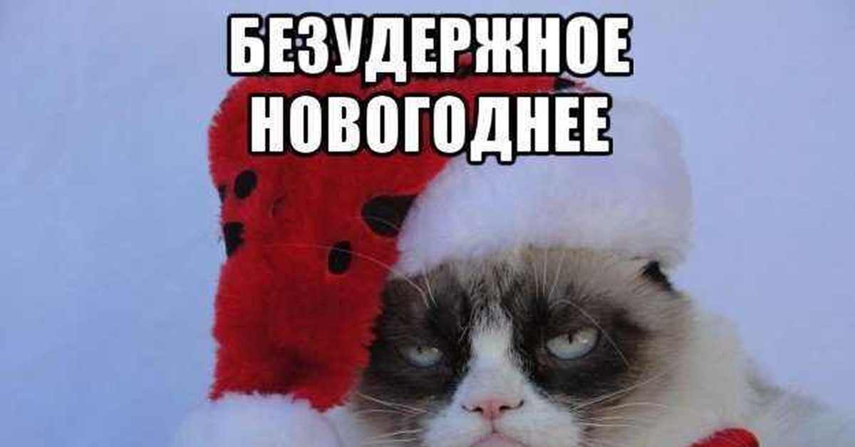 Угрюмый кот + Пикабу