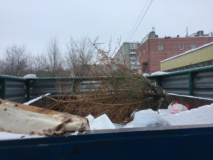 January 1 12:00, weakling) - Christmas tree, New Year, Trash can
