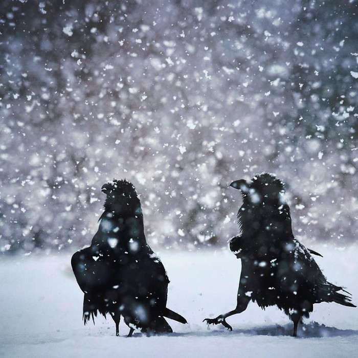 Snowfall - The photo, Animals, Birds, Crow, Snow, Snowfall