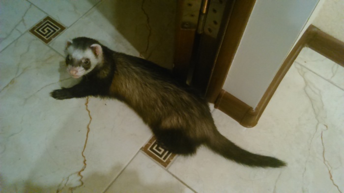 Julie, grown up! - My, Ferret, 