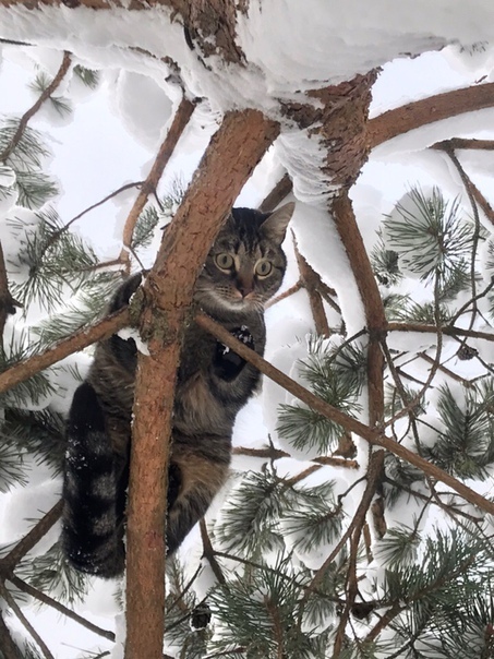 Снегирь - Кот, Снегири, Котомафия