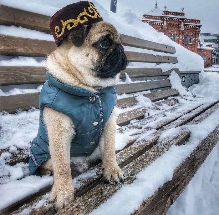 Kazan pug - My, Pug, Kazan, Skullcap, Dog