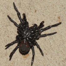 Arachnophobia in action - Arachnophobia, news, Australia