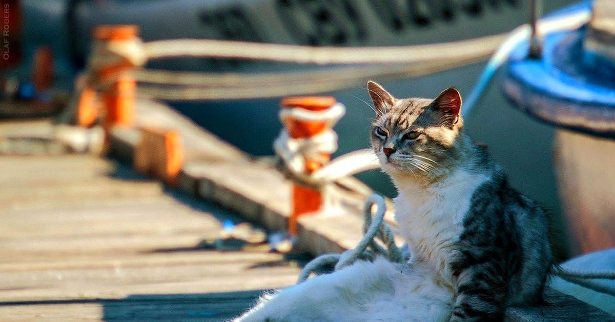 Вечерний моцион. Причал и коты. Кот на набережной. Севастопольские коты. Балаклавские коты.