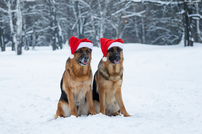 Nick and Britney - My, Dog, German Shepherd, Aport, The photo, Longpost