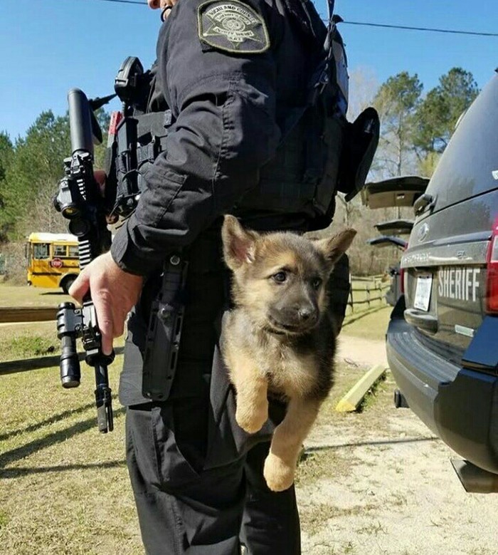 The recruit - US police, Sheriff, Puppies, Dog