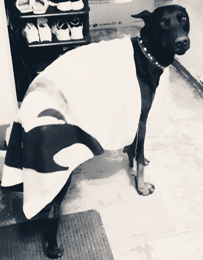 Когда уходишь на работу и не берешь собаку с собой