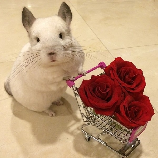 For lovely ladies. - Chinchilla, Milota, Flowers, Animals