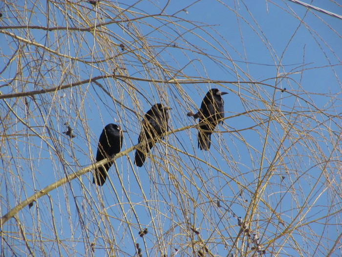 Crows have a meeting - My, Crow, The photo, Funny