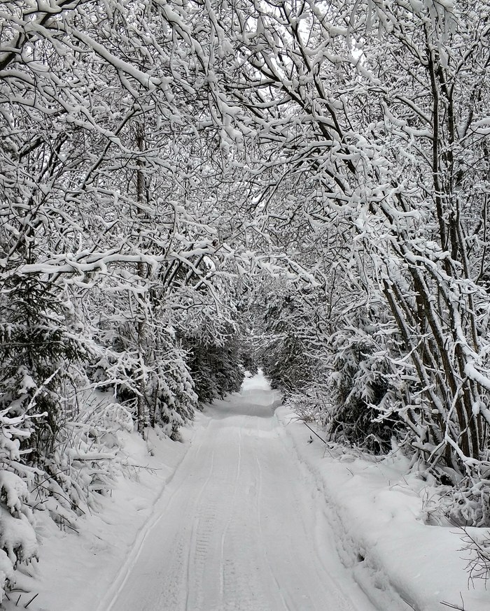 Journey to Narnia - My, Narnia, Priozersk, Winter