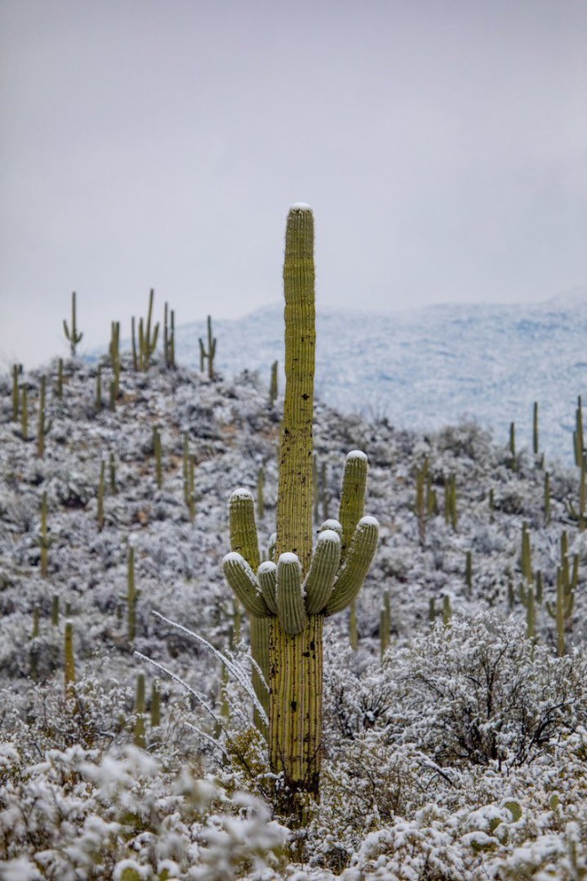 The southern states of the United States covered the ice storm - Society, USA, Snow, Cactus, Desert, Arizona, Lenta ru, Twitter, Longpost