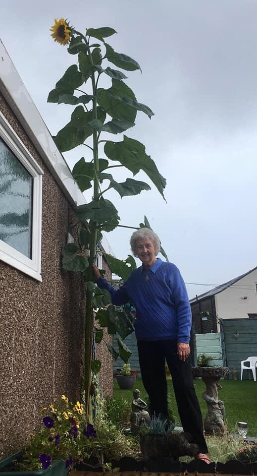 Grandma raised a giant sunflower - Sunflower, Reddit, 