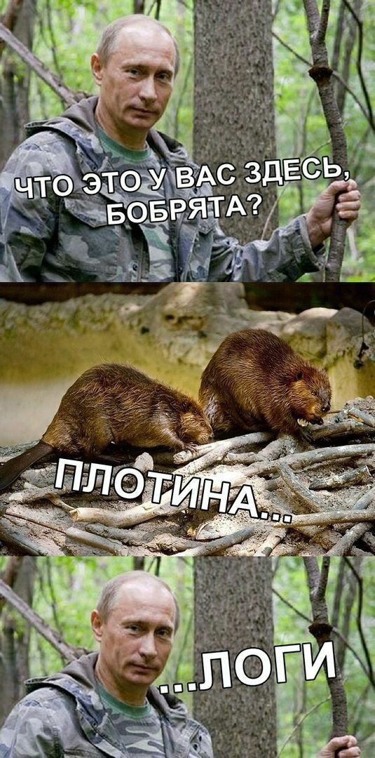 На злобу дня - Налоги, Бобры