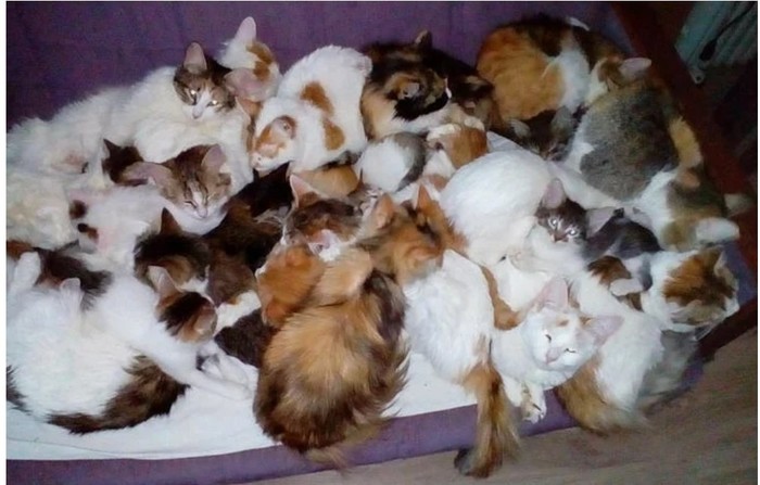 Yaroslavl family adopted 20 cats left by someone in a bag on the street - cat, Kindness, Help, Longtext, Longpost, Helping animals