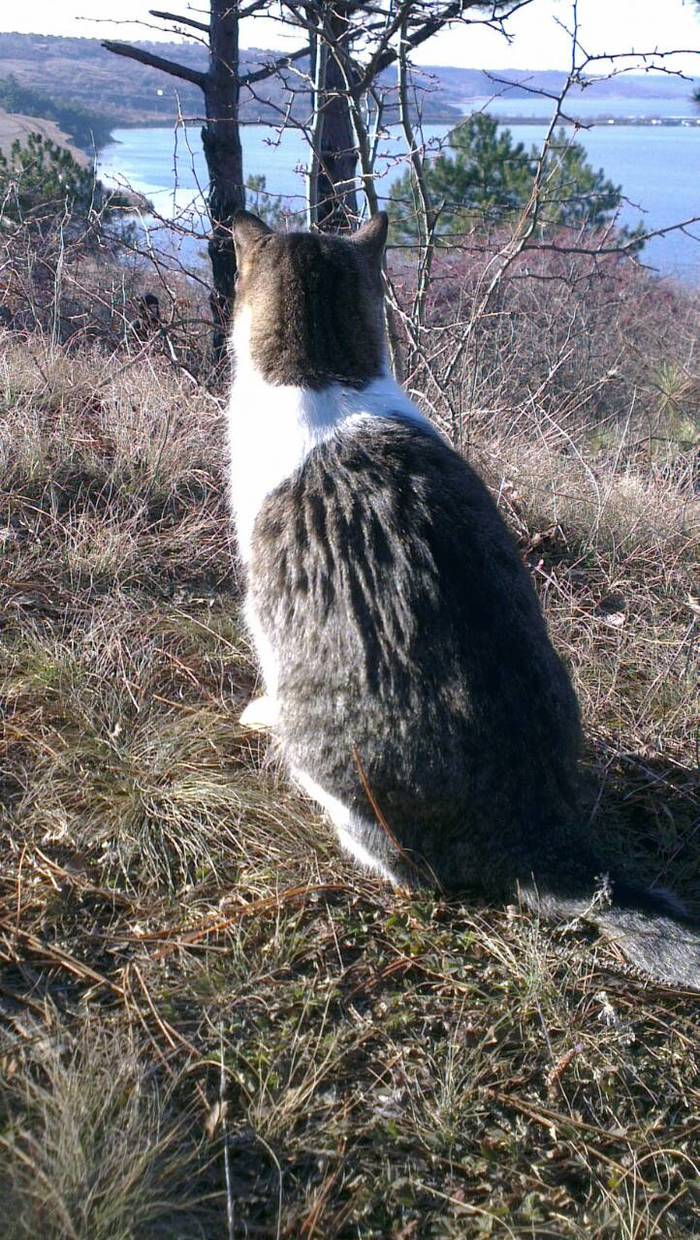 The cat that lives in the forest - My, cat, Nature, The photo