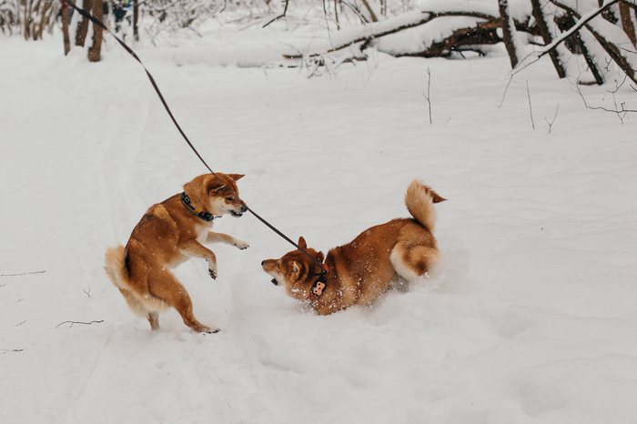 Seabucks play - My, Shiba Inu, Dog, Longpost