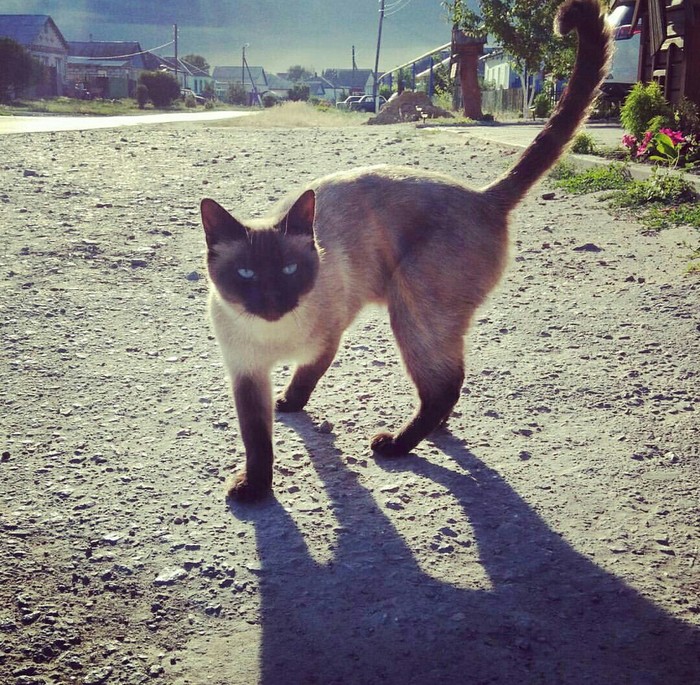 Фото котов и собак, сделанные мной в разное время - Моё, Кот, Собака, Длиннопост