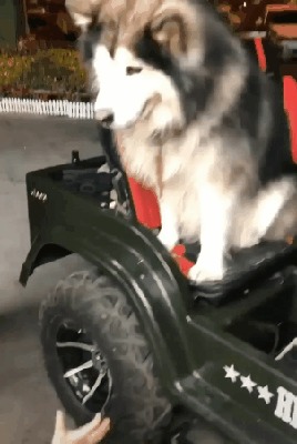 Воспитанный мальчик