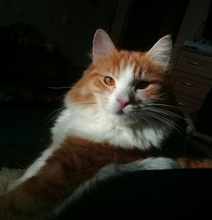 ������ ���