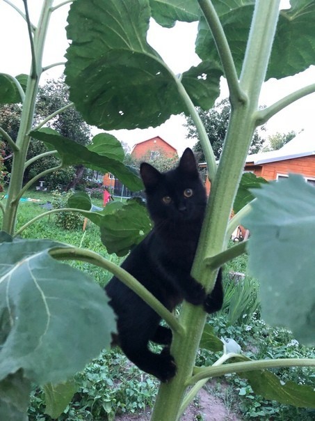 Sloth - cat, In contact with, The photo