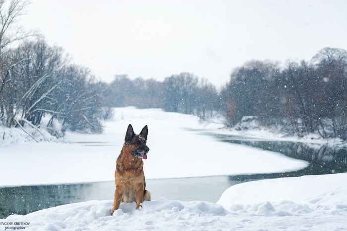 Winter and German Shepherd. - My, German Shepherd, Winter, Snow, Landscape, The photo, Nikon d5300, Dog