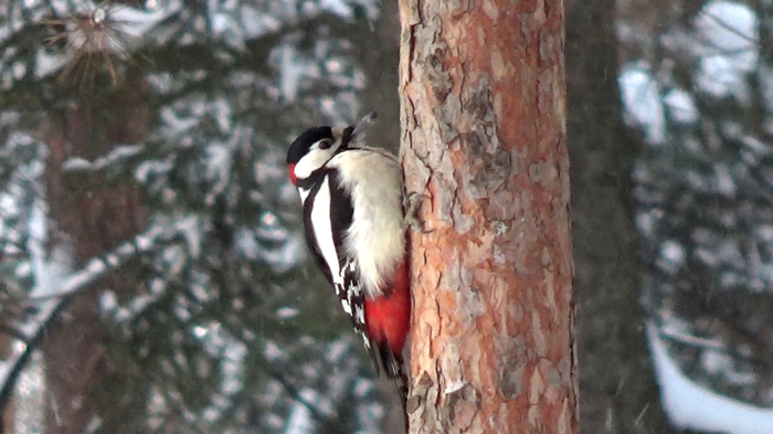 Birds in Yoshkar-Ola - My, Birds, Nature, Sparrow, Woodpeckers, Spotted nutcracker, Tit, Duck, Video, Longpost