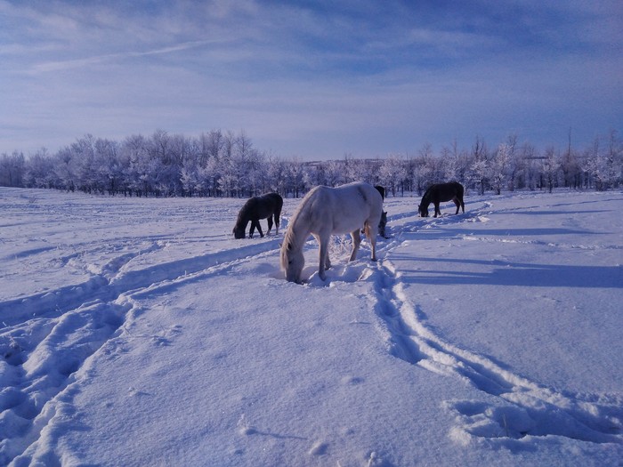 Konyashki - My, Mobile photography, Horses, Winter