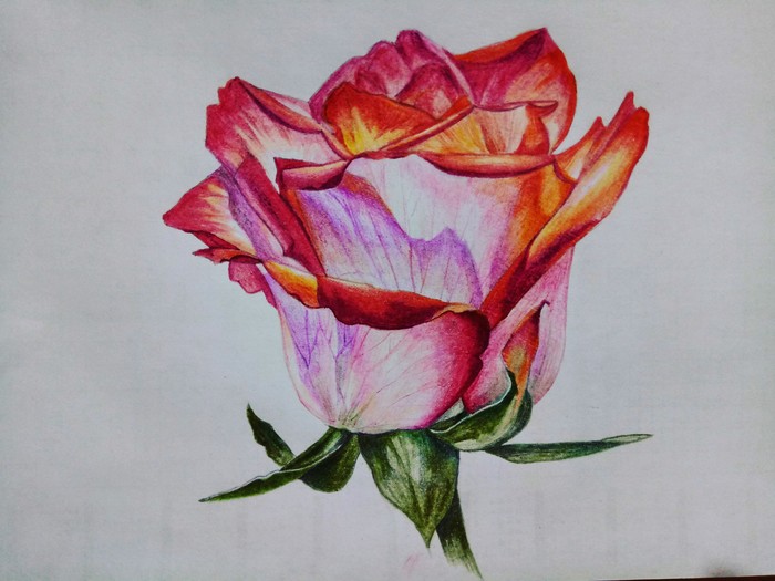 Drawing (rose) - My, the Rose, Pencil drawing, League of Artists, Artist, Art, Art, Images, Flowers