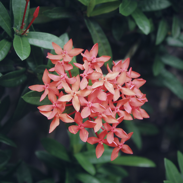 thai flowers - My, The photo, Beginning photographer, Flowers, Nature, Plants