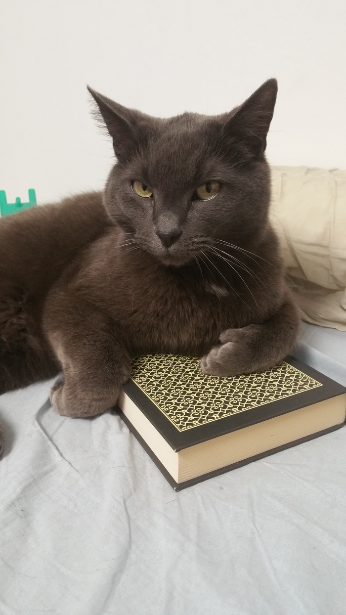 Reader :) - My, cat, Readers