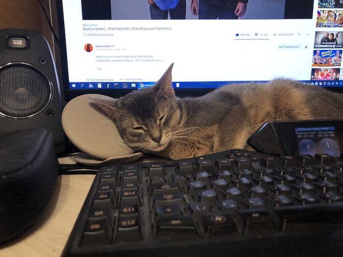 Кошка на подзарядке