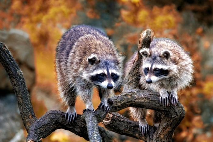 Clearly they are up to something... - Raccoon, Gang, Design, Wild animals, Milota