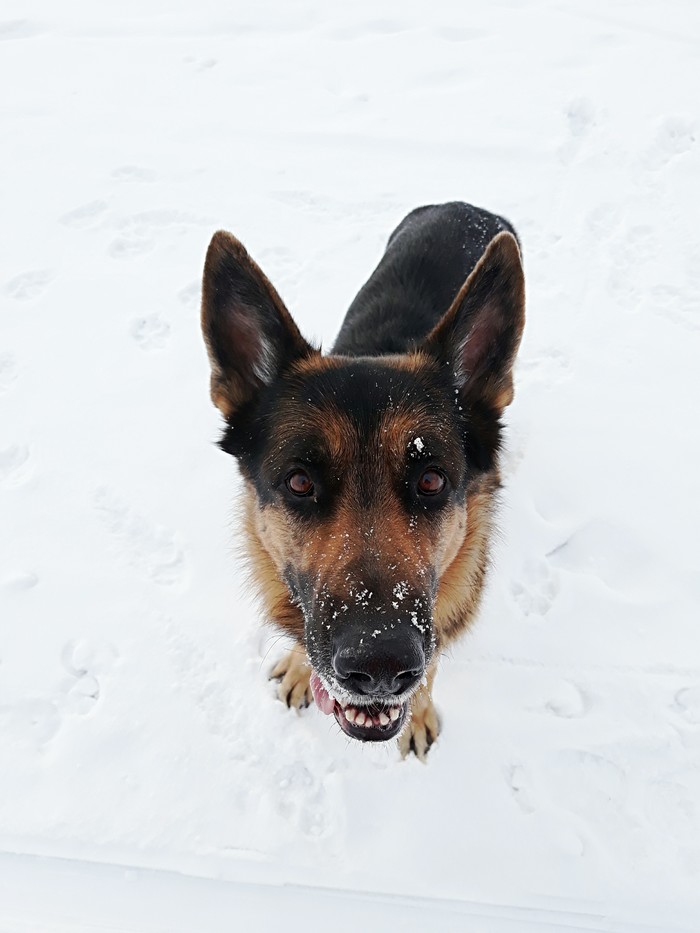 Beautiful eyes - My, Dogs and people, Animals, Pets, German Shepherd, Dog