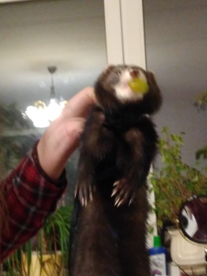 Когда хозяйка совсем "не кормит"