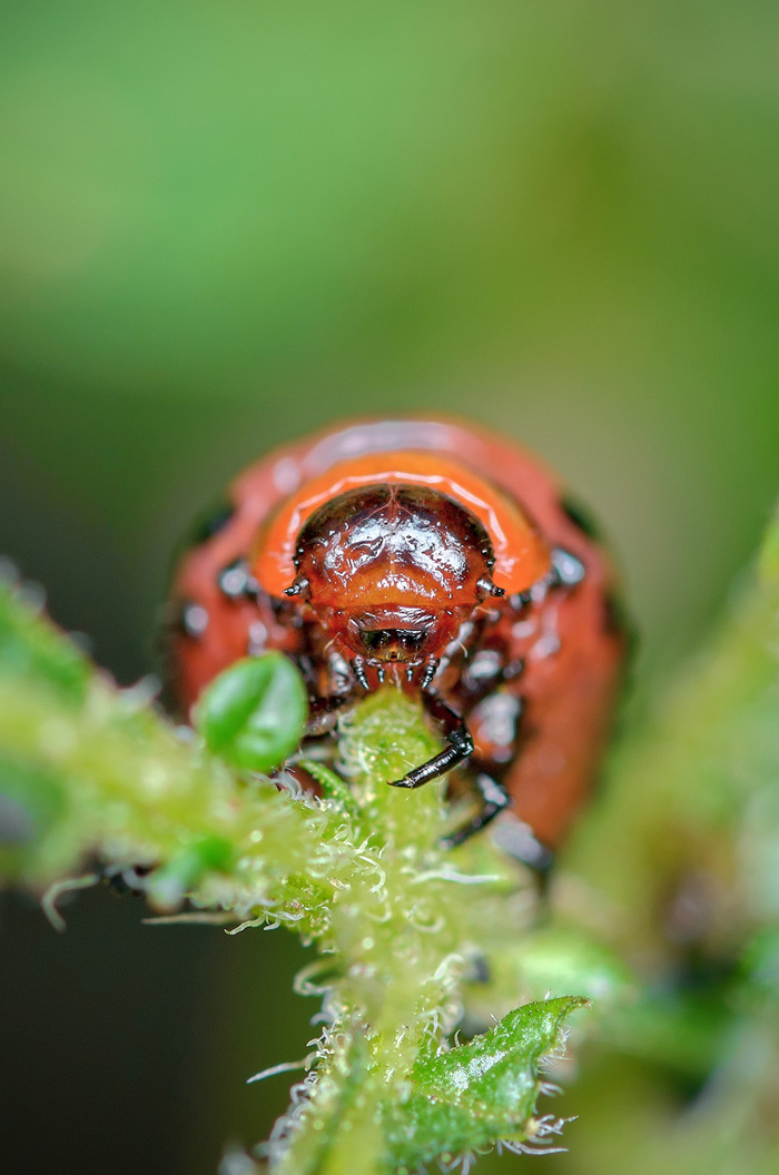 Colorado potato beetle larva - My, Colorado beetle, Macro, Insects, Nature, Жуки, Macro photography