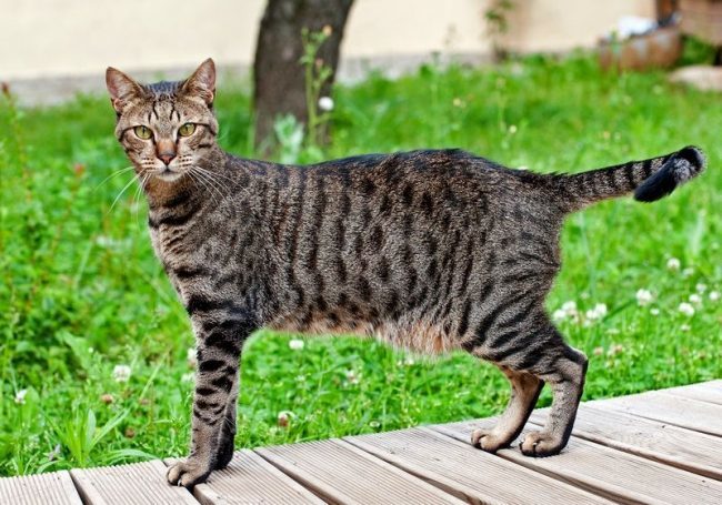Some facts about cats - cat, Facts, Catomafia, GIF, Longpost, , Korat, Abyssinian cat