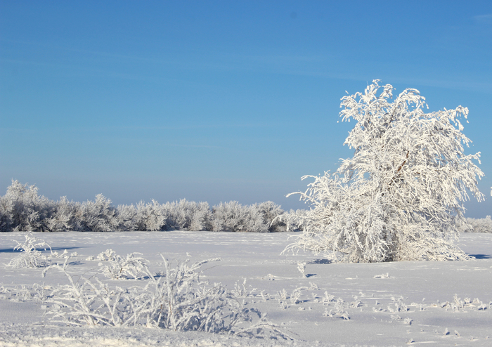 Frost and sun ... - My, Winter, Snow, freezing, Tree, Saratov region, The photo, Beginning photographer, Canon EOS 100d, Longpost
