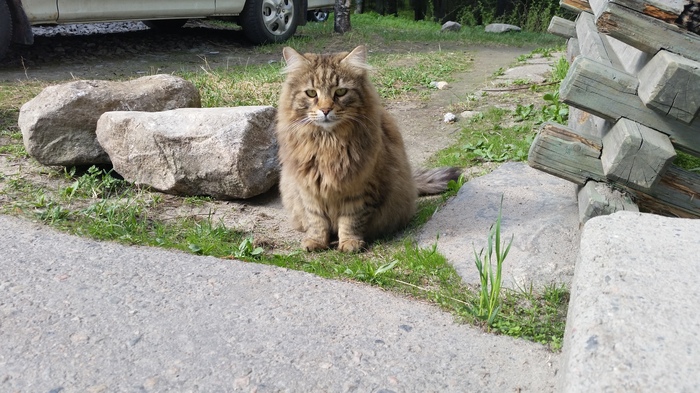 Kitten from the yard - My, cat, Courtyard