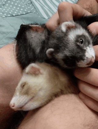 Everyone loves to be scratched - My, Ferret, Pets, GIF, Animals