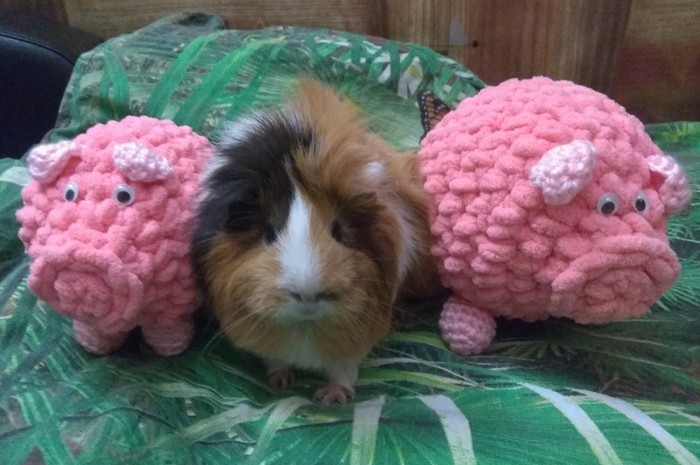 Морская свинка выглядит, как будто записала лучший рэп-альбом года