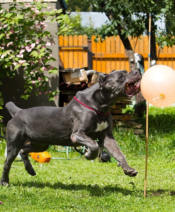 Bone Day! - My, Dog, Cane Corso, Animals, The photo, Dog days, , Longpost