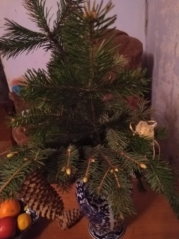 Нужен совет людей, знающих о хвойных деревьях.