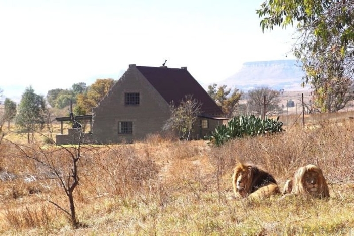 Would you pay to spend the night in a house surrounded by 77 lions? - My, Relaxation, a lion, Animals, South Africa, Oddities, Lodging, People