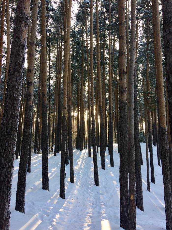 Karagai forest - My, Forest, , Nature, Winter